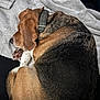 dog, sleeping, curled_up, brown_fur, black_fur, white_fur, collar, blanket, soft_texture, resting, pet, indoor, cozy, fur, animal, canine, quiet, peaceful, comfort, nap