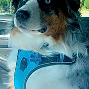 Kobe is registered to the contest to win money with this photo: accessories, animal, canine, dog, face, head, hound, nature, outdoors, person, pet, photography, plant, portrait, puppy, sunglasses, transportation, tree, vegetation, vehicle