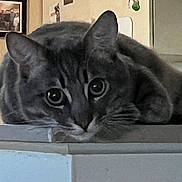 Master Rex is registered to the contest to win money with this photo: animal, cat, close_up, curious, cute, decorations, ears, eyes, face, feline, home, indoor, lying_down, pet, photographs, resting, surface, tabby, wall, whiskers