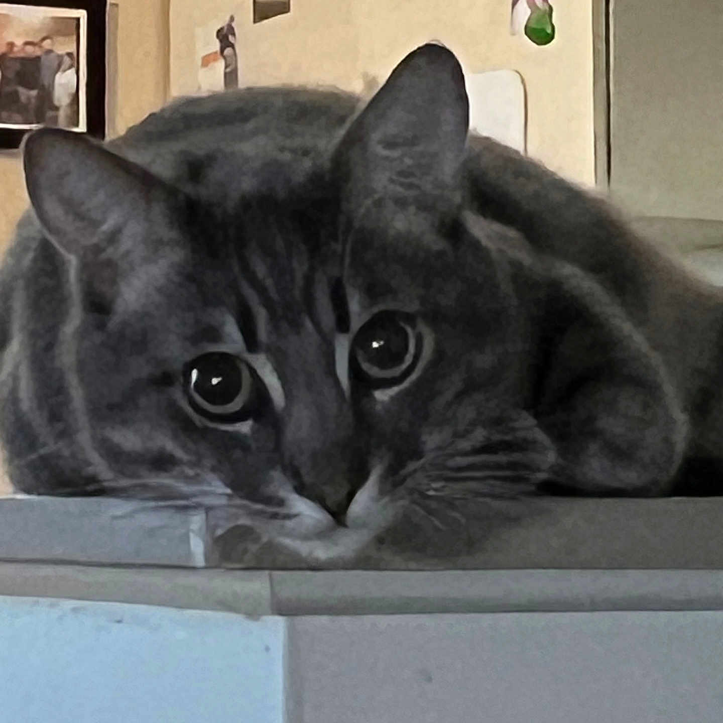 Master Rex is registered to the contest to win money with this photo: animal, cat, close_up, curious, cute, decorations, ears, eyes, face, feline, home, indoor, lying_down, pet, photographs, resting, surface, tabby, wall, whiskers