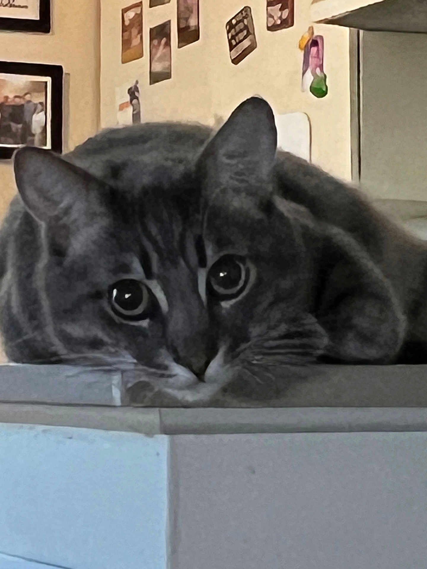 Master Rex is registered to the contest to win money with this photo: animal, cat, close_up, curious, cute, decorations, ears, eyes, face, feline, home, indoor, lying_down, pet, photographs, resting, surface, tabby, wall, whiskers