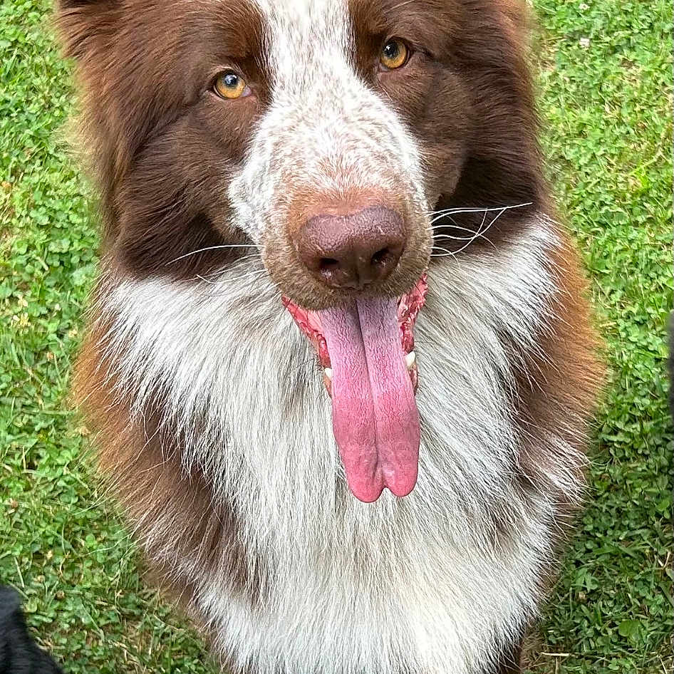 Apollo joined the competition — help win amazing prizes! animal, bodypart, canine, dog, face, field, grass, grassland, head, husky, lawn, mouth, nature, outdoors, person, pet, photography, plant, portrait, tongue