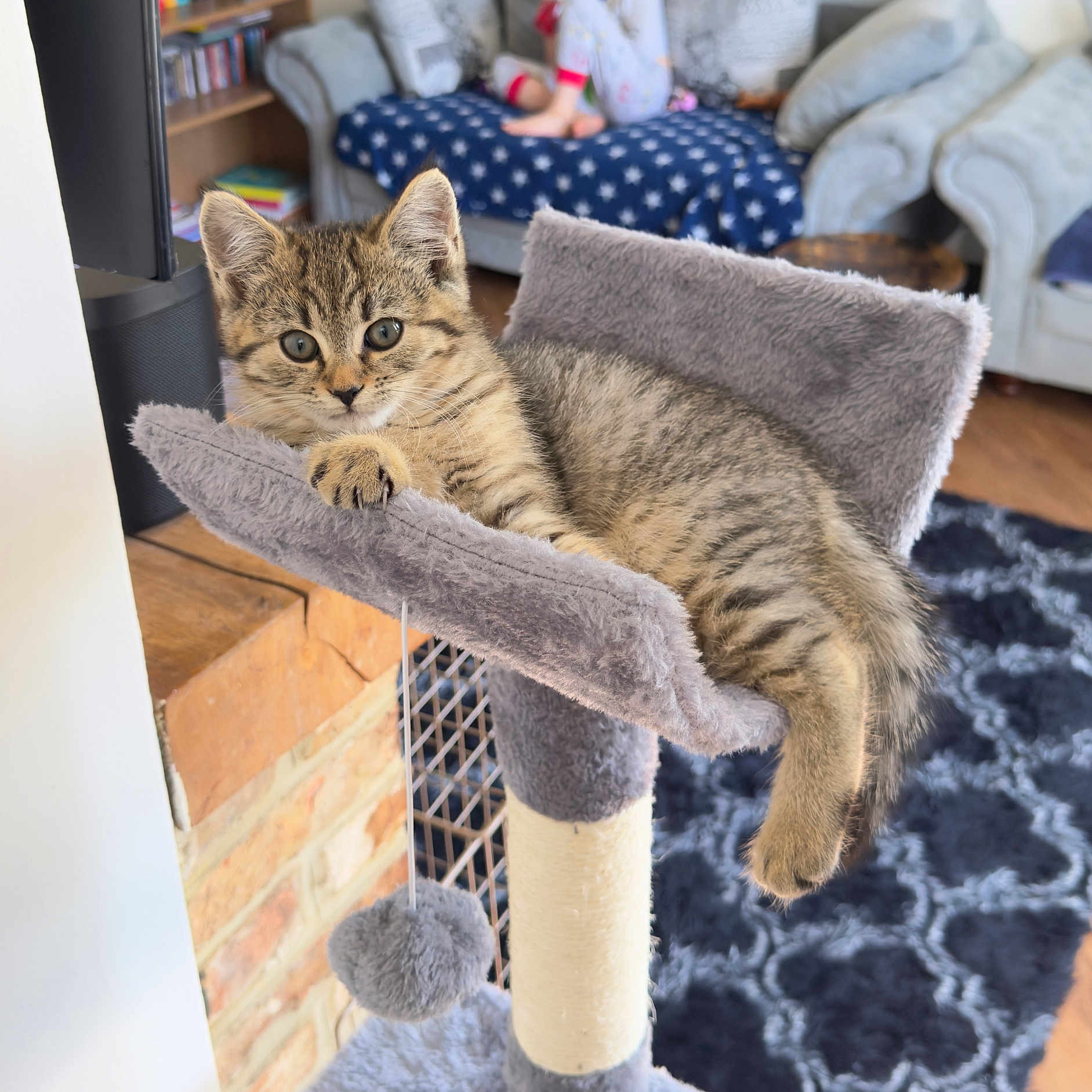 Zeus joined the competition — help win amazing prizes! abyssinian, animal, armchair, cat, chair, child, computerhardware, couch, cushion, electronics, female, furniture, girl, hardware, homedecor, kitten, monitor, person, pet, screen