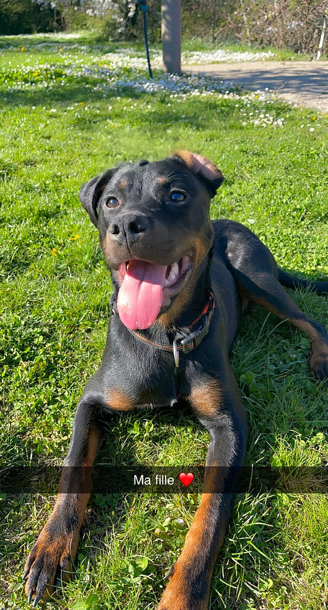 Kaisa participe au concours pour gagner de l'argent avec cette photo : borador, canidae, carnivore, collar, companion_dog, dog, dog_breed, dog_collar, fawn, grass, groundcover, guard_dog, molosser, non_sporting_group, plant, snout, sporting_group, terrestrial_animal, working_animal, working_dog