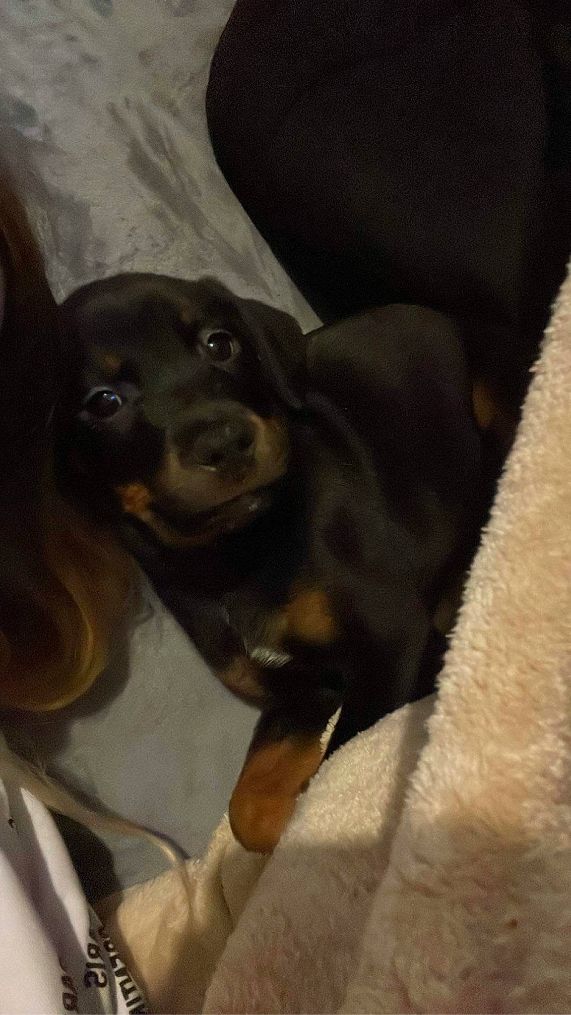 Kaisa participe au concours pour gagner de l'argent avec cette photo : canidae, carnivore, comfort, companion_dog, dog, dog_breed, ear, fur, guard_dog, hound, hunting_dog, liver, terrestrial_animal, toy_dog, whiskers, working_animal, working_dog