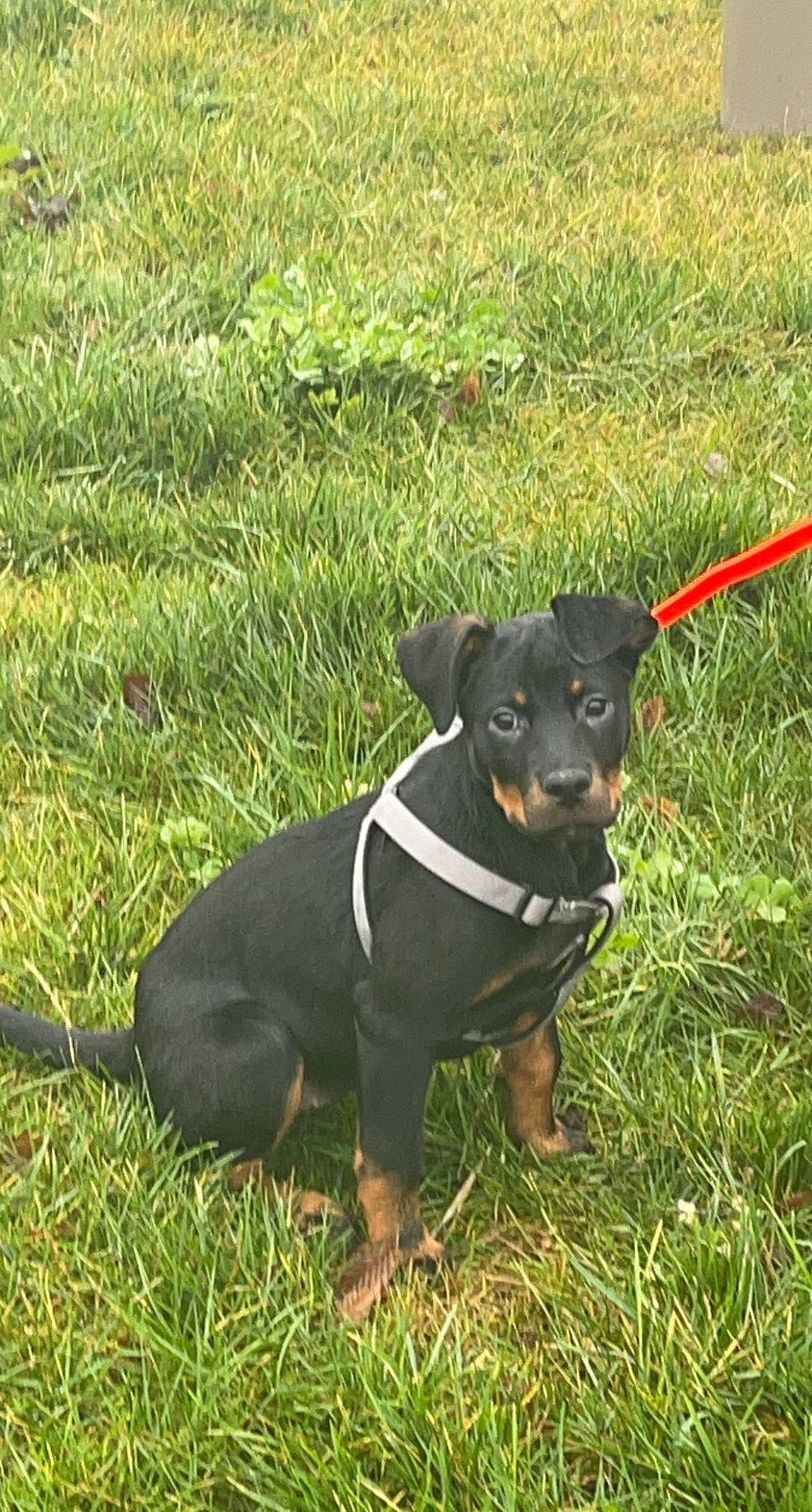 Kaisa a rejoint le concours — aidez-le/la à gagner de superbes lots ! canidae, carnivore, collar, companion_dog, dog, dog_breed, dog_collar, fashion_accessory, fawn, grass, grassland, guard_dog, hunting_dog, plant, snout, sporting_group, working_animal, working_dog