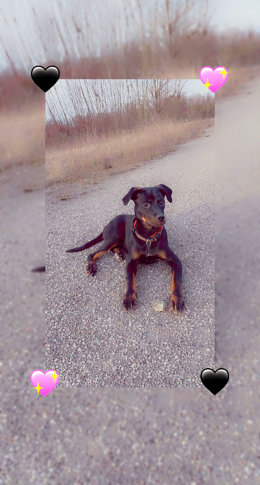 Kaisa participe au concours pour gagner de l'argent avec cette photo : asphalt, ball, carnivore, collar, companion_dog, dog, dog_breed, dog_collar, dog_supply, fawn, leash, light, magenta, pink, road_surface, shadow, sporting_group, tail, water, working_animal