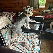 Ripp joined the competition — help win amazing prizes! dog, armchair, blanket, plush_toy, wooden_wall, window, curious, indoor, cozy, rustic, carpet, cushion, furniture, pet, home, sunlight, interior, curtain, table, luggage