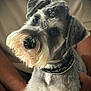 dog, schnauzer, pet, collar, fur, beard, ears, eyes, portrait, indoors, animal, cute, furry, groomed, face, canine, companion, domestic, mammal, friendly