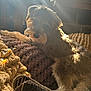 Ripp is registered to the contest to win money with this photo: dog, pet, indoor, blanket, sunlight, fur, cozy, knit, window, light_rays, relaxing, brown, white, texture, home, couch, animal, companion, resting, warm