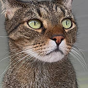 Magic is registered to the contest to win money with this photo: animal, cat, close_up, curious, ears, face, feline, fur, gray_background, green_eyes, indoor, looking_away, mammal, natural_light, nose, pet, portrait, sharp_focus, tabby, whiskers