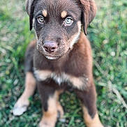 Gizmo joined the competition — help win amazing prizes! puppy, dog, brown, blue_eyes, grass, outdoor, pet, young, cute, animal, fur, sitting, portrait, canine, nature, closeup, expression, adorable, eyes, background_blur