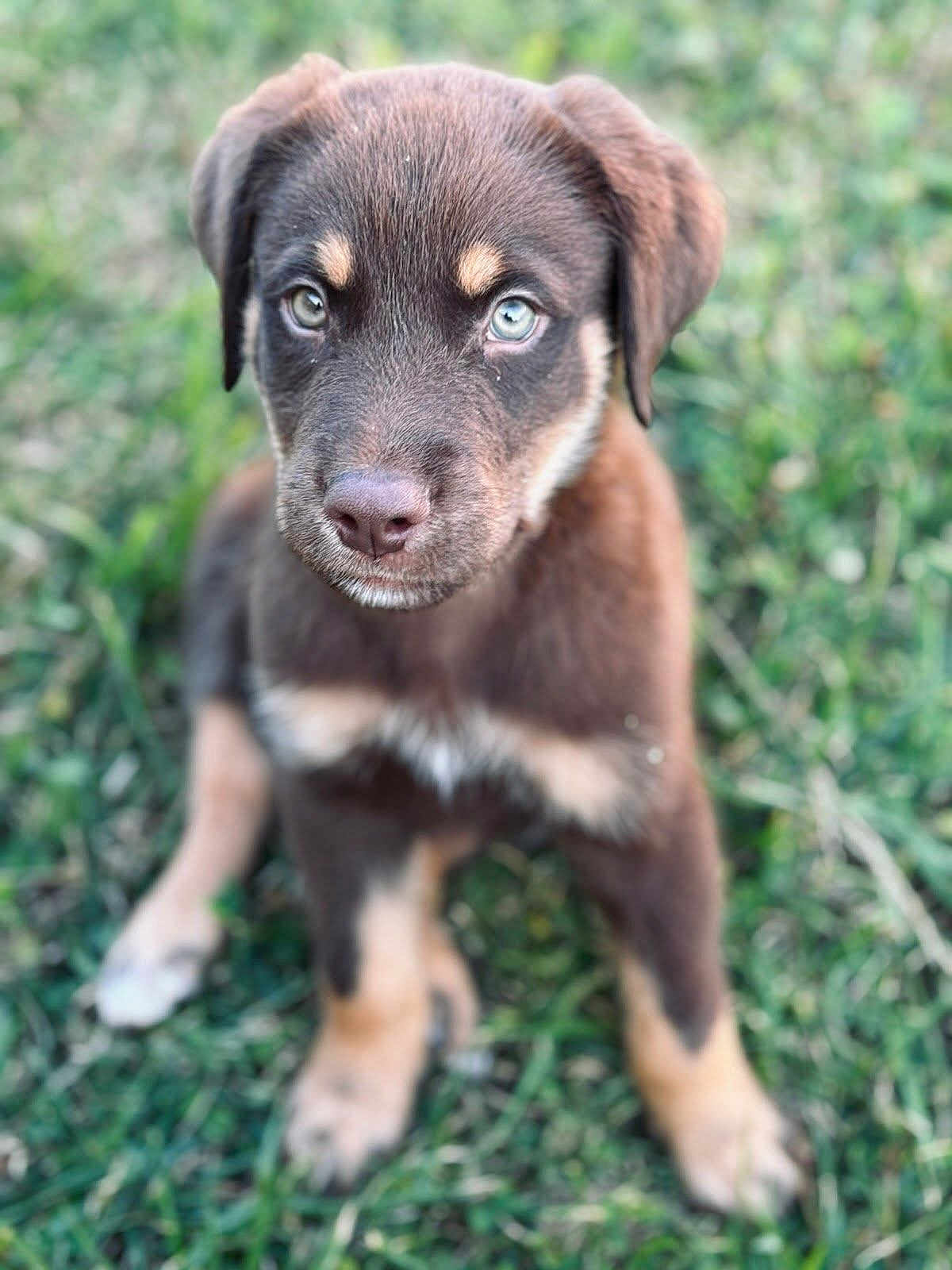 Gizmo joined the competition — help win amazing prizes! puppy, dog, brown, blue_eyes, grass, outdoor, pet, young, cute, animal, fur, sitting, portrait, canine, nature, closeup, expression, adorable, eyes, background_blur