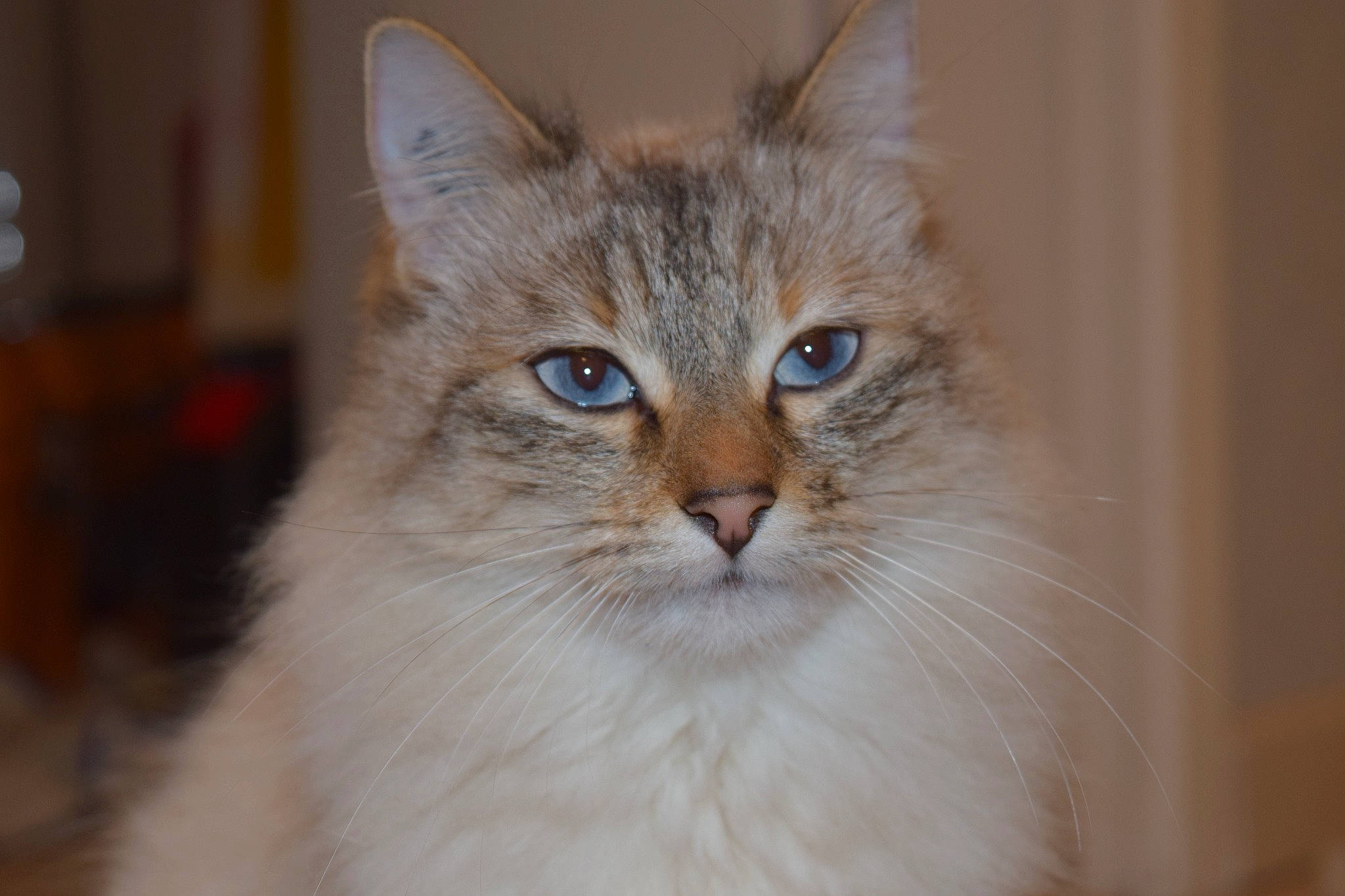 Melodie participe au concours pour gagner de l'argent avec cette photo : art, british_longhair, carnivore, cat, event, eye, fawn, felidae, fur, hair, head, small_to_medium_sized_cats, snout, terrestrial_animal, whiskers, wood