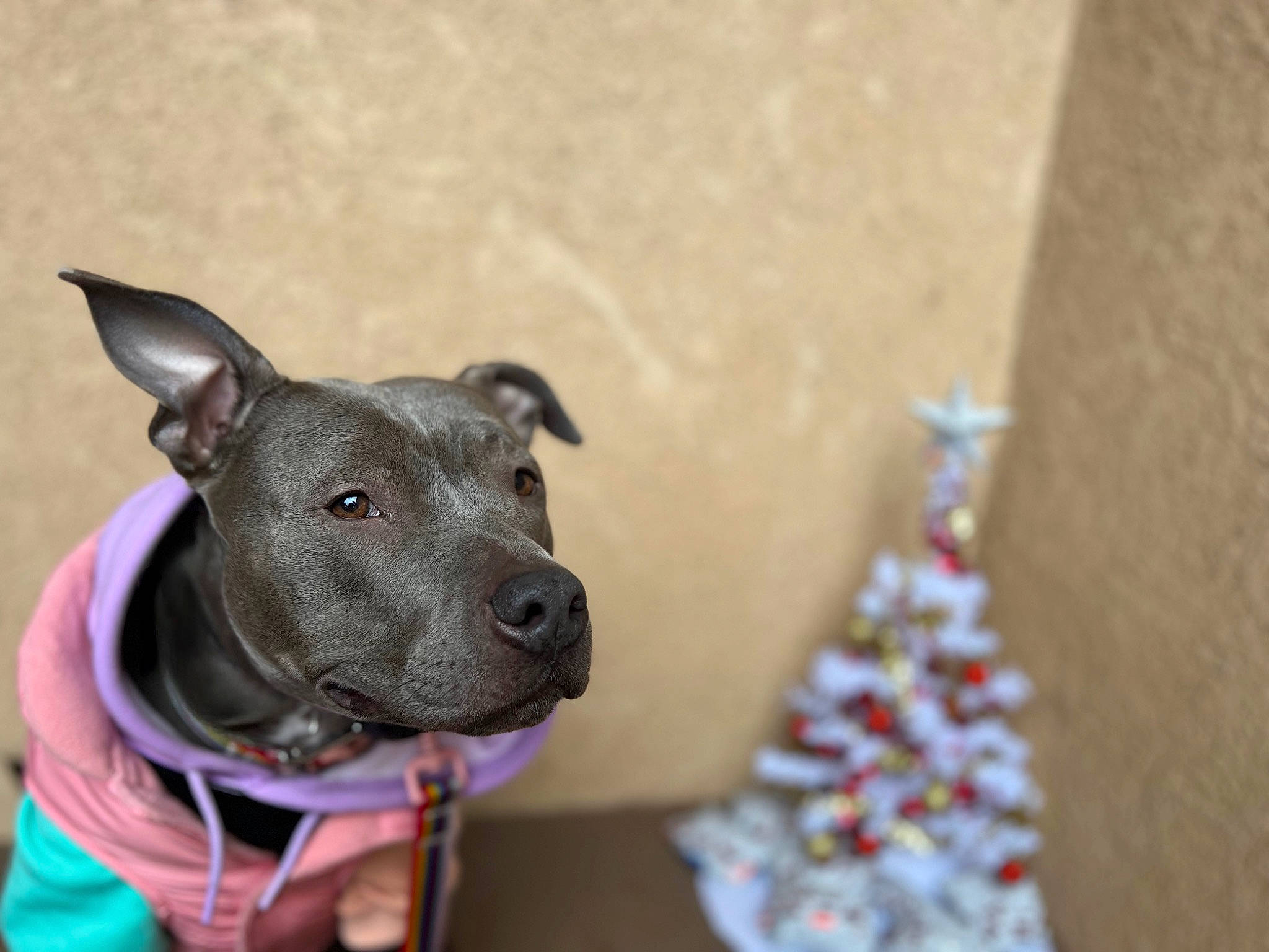 Meatball joined the competition — help win amazing prizes! carmine, carnivore, christmas_tree, collar, companion_dog, cone, dog, dog_breed, dog_clothes, dog_collar, dog_supply, event, fashion_accessory, fawn, holiday_ornament, ornament, party_hat, snout, whiskers, working_animal