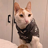 Benji is registered to the contest to win money with this photo: cat, pet, animal, sweater, clothing, indoor, feline, orange_and_white, yellow_eyes, whiskers, tail, curled_tail, person, lap, furniture, bed, home, cozy, portrait, cute