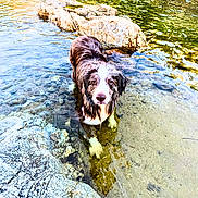 Syrah participe au concours pour gagner de l'argent avec cette photo : animal, brown_and_white, calm, canine, curious, dog, landscape, looking_at_camera, natural_light, nature, outdoor, pet, reflection, river, rocks, shallow_water, standing, sunlight, water, wet_fur