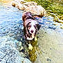 animal, brown_and_white, calm, canine, curious, dog, landscape, looking_at_camera, natural_light, nature, outdoor, pet, reflection, river, rocks, shallow_water, standing, sunlight, water, wet_fur