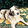 Syrah a rejoint le concours — aidez-le/la à gagner de superbes lots ! adorable, animal, brown_and_white, canine, closeup, companion, curious, dog, fur, greenery, head_tilt, laying_down, leafy_background, nature, outdoor, pathway, pet, relaxed, speckled_fur, stone