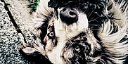 Syrah participe au concours pour gagner de l'argent avec cette photo : animal, black_object, close_up, daylight, detail, dog, expression, eyes, fur, grass, lying_down, mystery, nature, nose, outdoor, pavement, pet, playful, portrait, texture