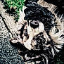 animal, black_object, close_up, daylight, detail, dog, expression, eyes, fur, grass, lying_down, mystery, nature, nose, outdoor, pavement, pet, playful, portrait, texture