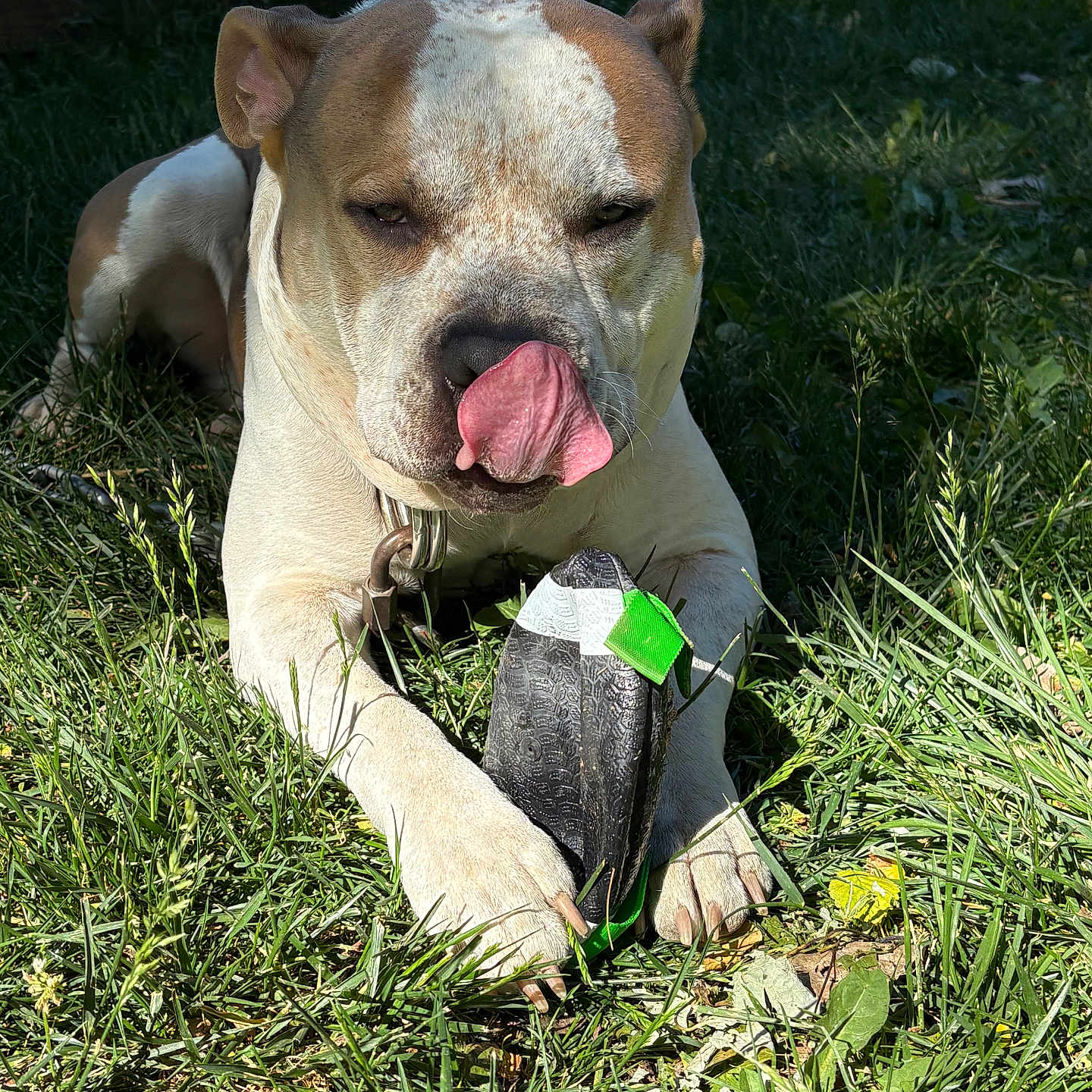 Draco Lee is registered to the contest to win money with this photo: animal, canine, closeup, collar, daylight, dog, fur, grass, greenery, muzzle, nature, outdoor, paws, pet, playful, relaxed, summer, sunlight, tongue_out, toy