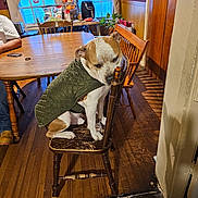 Draco Lee is registered to the contest to win money with this photo: casual_clothing, chair, curtains, daylight, dog, domestic, food, furniture, home_interior, indoor, jacket, person, pet, plant, relaxed, sitting, table, window, wood_floor, wooden_chair