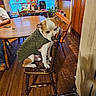 casual_clothing, chair, curtains, daylight, dog, domestic, food, furniture, home_interior, indoor, jacket, person, pet, plant, relaxed, sitting, table, window, wood_floor, wooden_chair