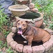 Boots is registered to the contest to win money with this photo: dog, water_feature, stone, garden, greenery, plants, outdoor, pet, happy, tongue_out, animal, nature, smiling, brown_dog, canine, water, leaf, tree_trunk, moss, daylight