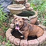 dog, water_feature, stone, garden, greenery, plants, outdoor, pet, happy, tongue_out, animal, nature, smiling, brown_dog, canine, water, leaf, tree_trunk, moss, daylight