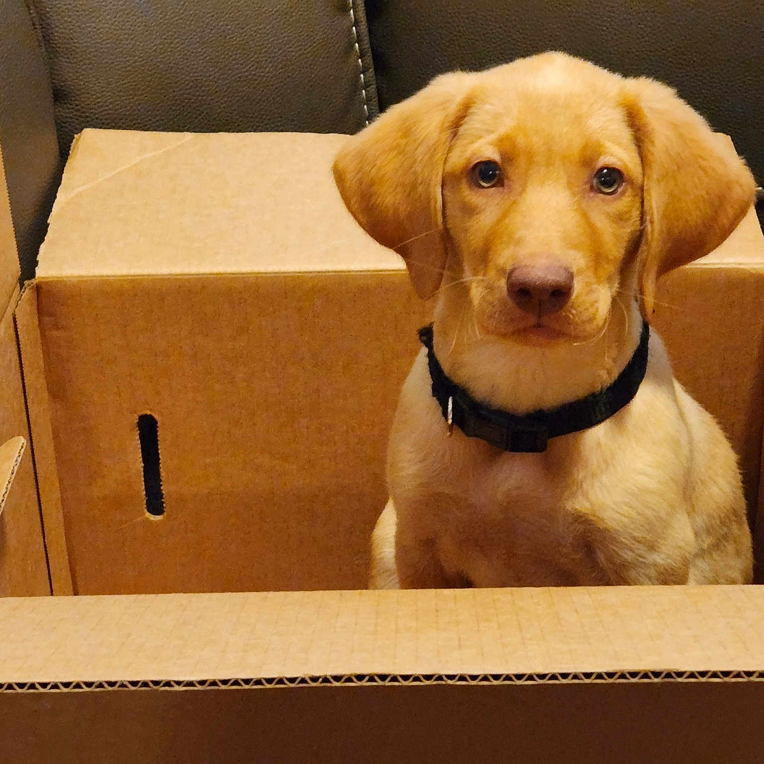Suzie Q joined the competition — help win amazing prizes! box, carnivore, carton, collar, companion_dog, dog, dog_breed, dog_collar, dog_supply, fawn, liver, packing_materials, pet_supply, rectangle, shipping_box, snout, sporting_group, whiskers, wood, working_animal