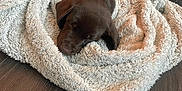 Bear joined the competition — help win amazing prizes! puppy, dog, sleeping, blanket, cozy, brown, fur, floor, wooden_floor, indoors, cute, pet, animal, snuggled, resting, small, domestic_animal, calm, young, relaxing