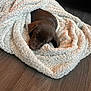puppy, dog, sleeping, blanket, cozy, brown, fur, floor, wooden_floor, indoors, cute, pet, animal, snuggled, resting, small, domestic_animal, calm, young, relaxing