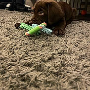 Bear joined the competition — help win amazing prizes! puppy, dog, chocolate_labrador, carpet, toy, chew_toy, indoor, floor, furniture, home, pet, cute, animal, playful, lying_down, brown, young, close_up, paw, curious