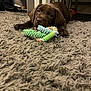 Bear is registered to the contest to win money with this photo: puppy, dog, chocolate_labrador, carpet, toy, indoor, pet, chew_toy, animal, cute, young_dog, floor, home, playful, fur, brown, looking_up, laying_down, domestic_animal, pet_toy
