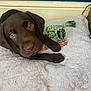 Bear joined the competition — help win amazing prizes! puppy, dog, chocolate_labrador, pet, toy, rope_toy, blanket, indoor, floor, curious, lying_down, brown_fur, animal, canine, young_dog, looking_up, playful, cozy, domestic, companion