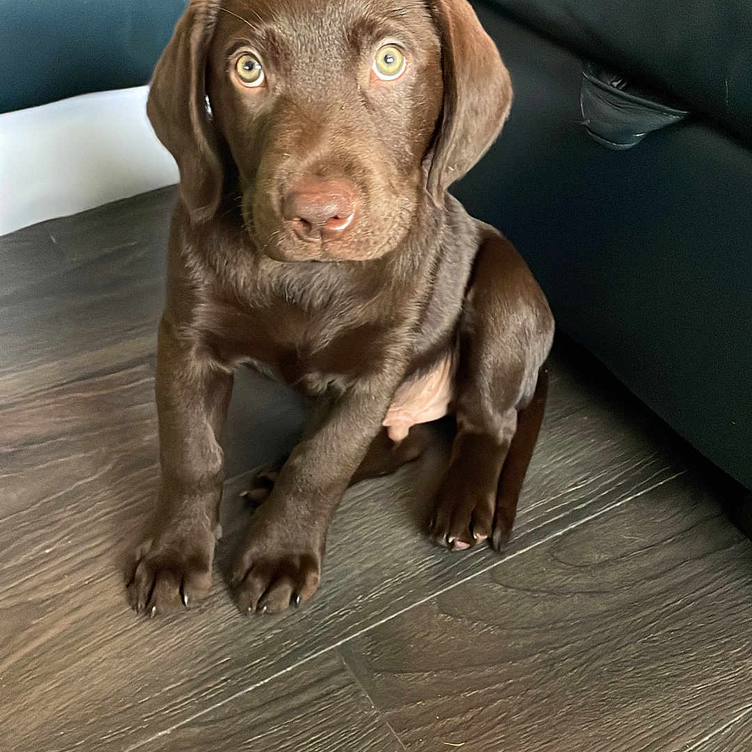Bear joined the competition — help win amazing prizes! animal, canine, chocolate_lab, curious, cute, dog, domestic_animal, ears, eyes, floor, fur, indoor, leather_couch, paw, pet, puppy, sitting, snout, wooden_floor, young_dog