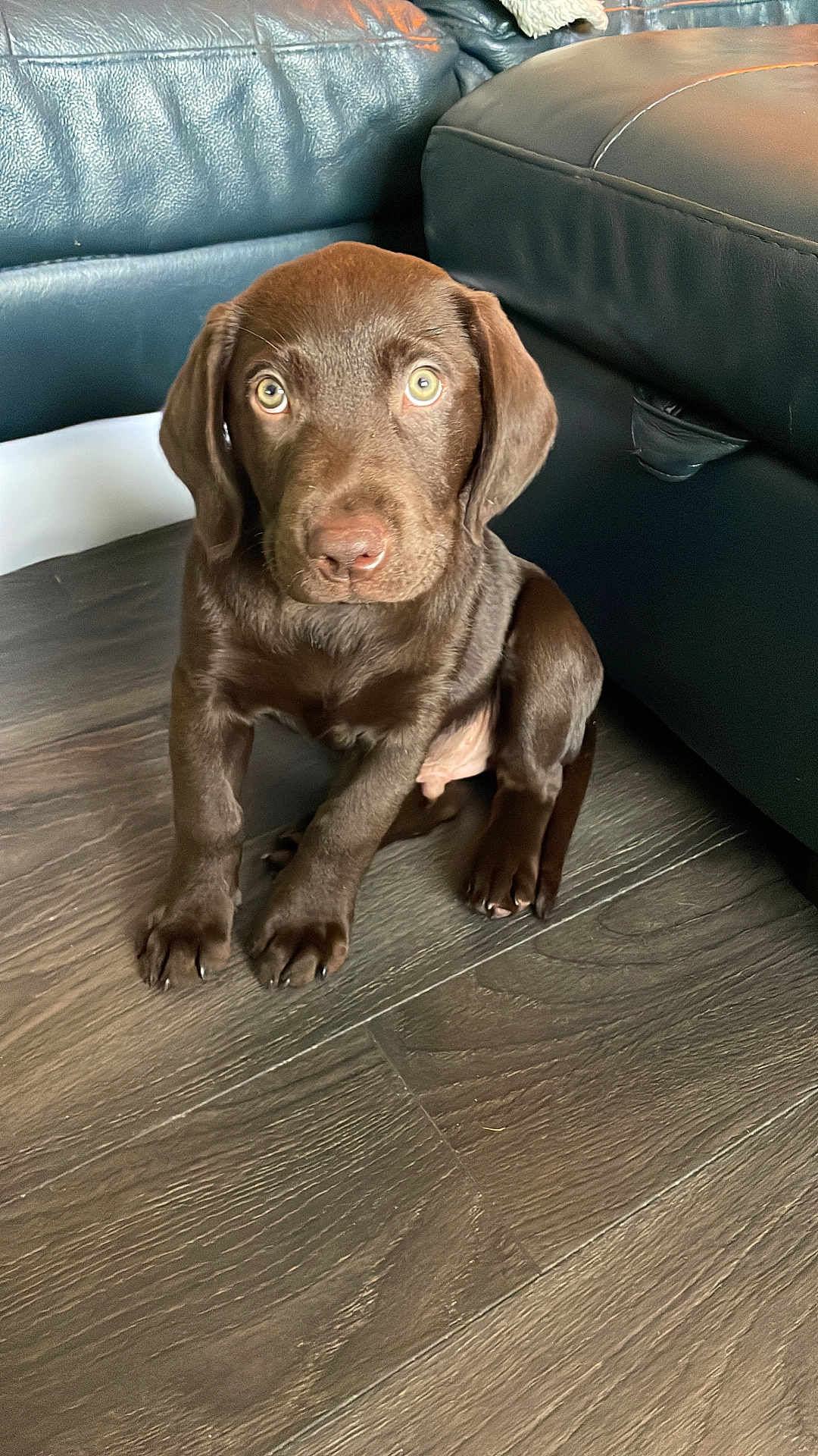 Bear joined the competition — help win amazing prizes! puppy, dog, chocolate_lab, pet, floor, leather_couch, indoor, young_dog, curious, sitting, wooden_floor, animal, canine, domestic_animal, fur, cute, eyes, snout, ears, paw