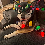 Skye Marano is registered to the contest to win money with this photo: dog, glasses, christmas_lights, holiday, decorations, black_and_white, pet, indoor, sofa, person, legs, leather_furniture, relaxed, festive, funny, costume, celebration, cute, animal, accessory
