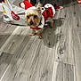 King joined the competition — help win amazing prizes! bag, black_nose, brown_fur, christmas, costume, curious, dog, domestic_animal, festive, flooring, holiday, indoor, pet, red_clothing, red_hat, santa_claus_costume, small_dog, standing, toy, wood_floor