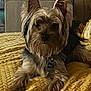 animal, blanket, collar, comfort, companion, cozy, cute, dog, ears, fur, fur_texture, home, indoor, laying_down, mammal, pet, relaxed, resting, small_dog, yellow