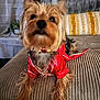 King is registered to the contest to win money with this photo: animal, companion, couch, cozy, curious, cute, dog, domestic, fabric, fluffy, furniture, home, indoor, pet, pillows, red_outfit, relaxed, resting, small_dog, yorkshire_terrier
