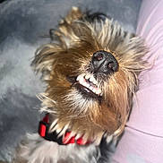 King joined the competition — help win amazing prizes! animal, blanket, close_up, collar, companion, cozy, cute, dog, friendly, fur, indoor, paw, person, pet, relaxed, resting, sleeping, small_dog, smiling, teeth