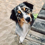 Youtou a rejoint le concours — aidez-le/la à gagner de superbes lots ! dog, australian_shepherd, puppy, blue_eyes, sand, wooden_table, outdoor, pet, curious, beach, furry, animal, canine, nature, playful, close_up, young, brown, black, white