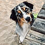 dog, australian_shepherd, puppy, blue_eyes, sand, wooden_table, outdoor, pet, curious, beach, furry, animal, canine, nature, playful, close_up, young, brown, black, white