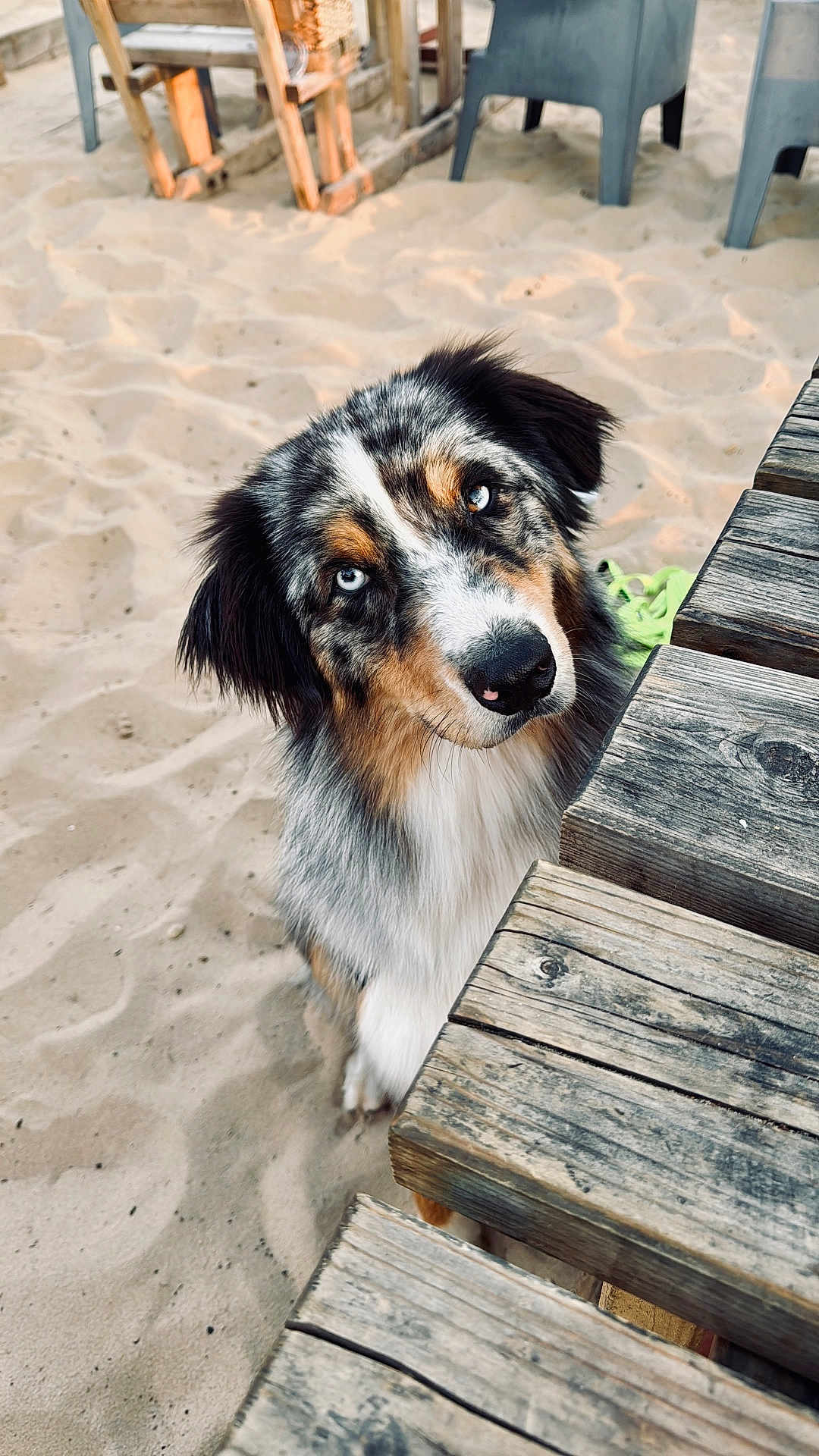 Youtou a rejoint le concours — aidez-le/la à gagner de superbes lots ! dog, australian_shepherd, puppy, blue_eyes, sand, wooden_table, outdoor, pet, curious, beach, furry, animal, canine, nature, playful, close_up, young, brown, black, white