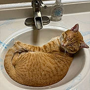 Sunnie Bunnie is registered to the contest to win money with this photo: animal, bathroom, cat, closed_eyes, countertop, curled_up, domestic_cat, faucet, fur, indoor, orange_tabby, pet, relaxed, resting, sink, sleeping, soap_dispenser, tile_wall, whiskers, white_sink