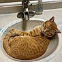 animal, bathroom, cat, closed_eyes, countertop, curled_up, domestic_cat, faucet, fur, indoor, orange_tabby, pet, relaxed, resting, sink, sleeping, soap_dispenser, tile_wall, whiskers, white_sink