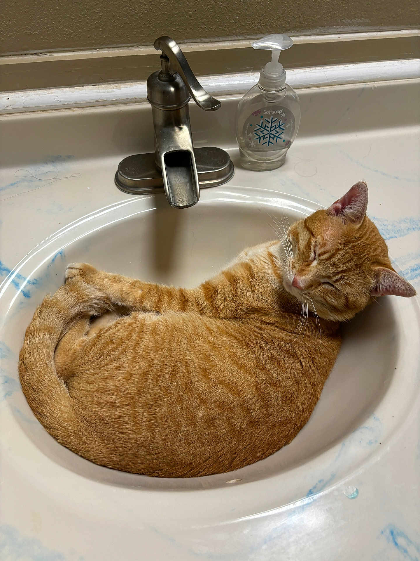 Sunnie Bunnie is registered to the contest to win money with this photo: animal, bathroom, cat, closed_eyes, countertop, curled_up, domestic_cat, faucet, fur, indoor, orange_tabby, pet, relaxed, resting, sink, sleeping, soap_dispenser, tile_wall, whiskers, white_sink