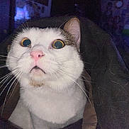 Emmet is registered to the contest to win money with this photo: cat, feline, pet, whiskers, close_up, portrait, indoor, blanket, bedding, pink_nose, surprised, wide_eyes, flash, white_fur, ear, fur, cozy, night, animal, curious_expression